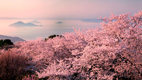 春には世界が認めた桜と多島美の「紫雲出山」