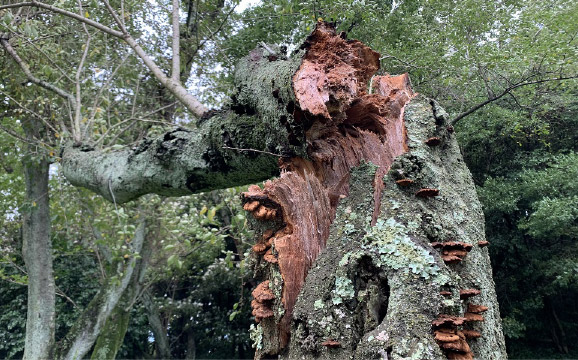 老化的樹木遭受颱風的破害。