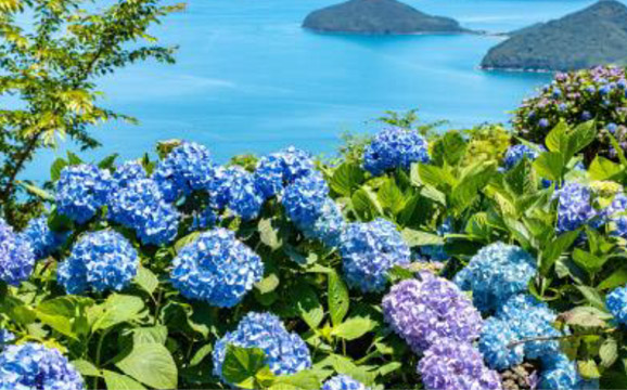 瀨戶內海的藍與紫陽花相互映照