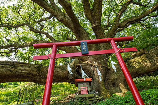 樹齢1200年的大楠Okusu