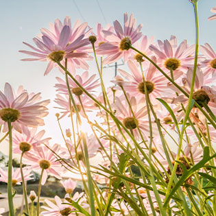 a picture of slightly pink daisies taken from below.