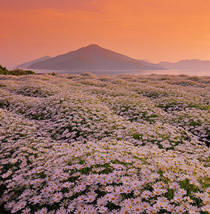 Flower Park Urashima in the early morning. Thousands of daisies cover the ground with the seto inland sea and Awashima Island visible in the background. 