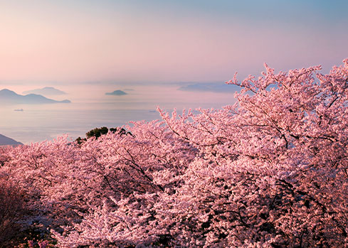 cherry blossoms as seen from Mt. Shiude's observation deck. The photo is tinged pink. Misty islands and boats are visible in the distance.
