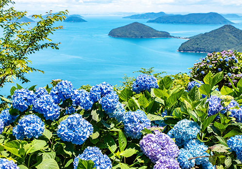 Blie hydrangeas blooming on Mt. Shiude. The seto inland sea and its islands are visible in the background.