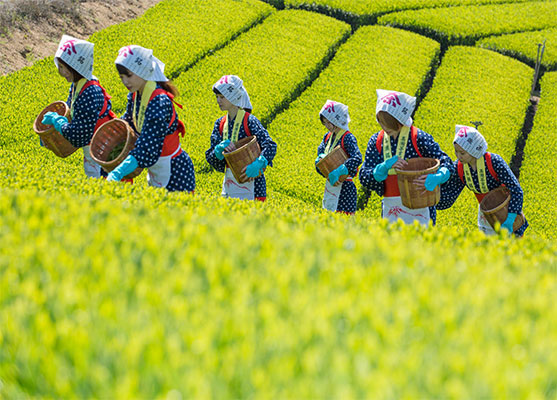 6 women dressed in traditional clothing pick green tea by hand. They are carrying woven wooden baskets.