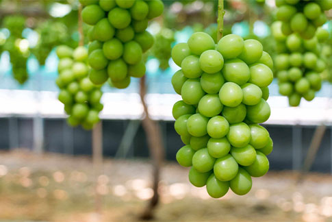 grapes