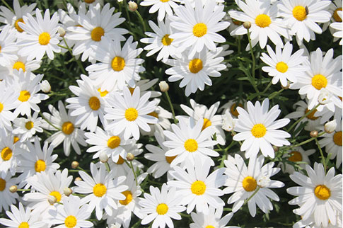 marguerite daisies