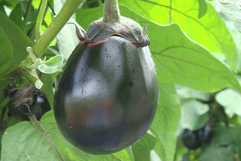 Mitoyo Eggplant