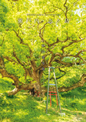 Shishijima Island Guide