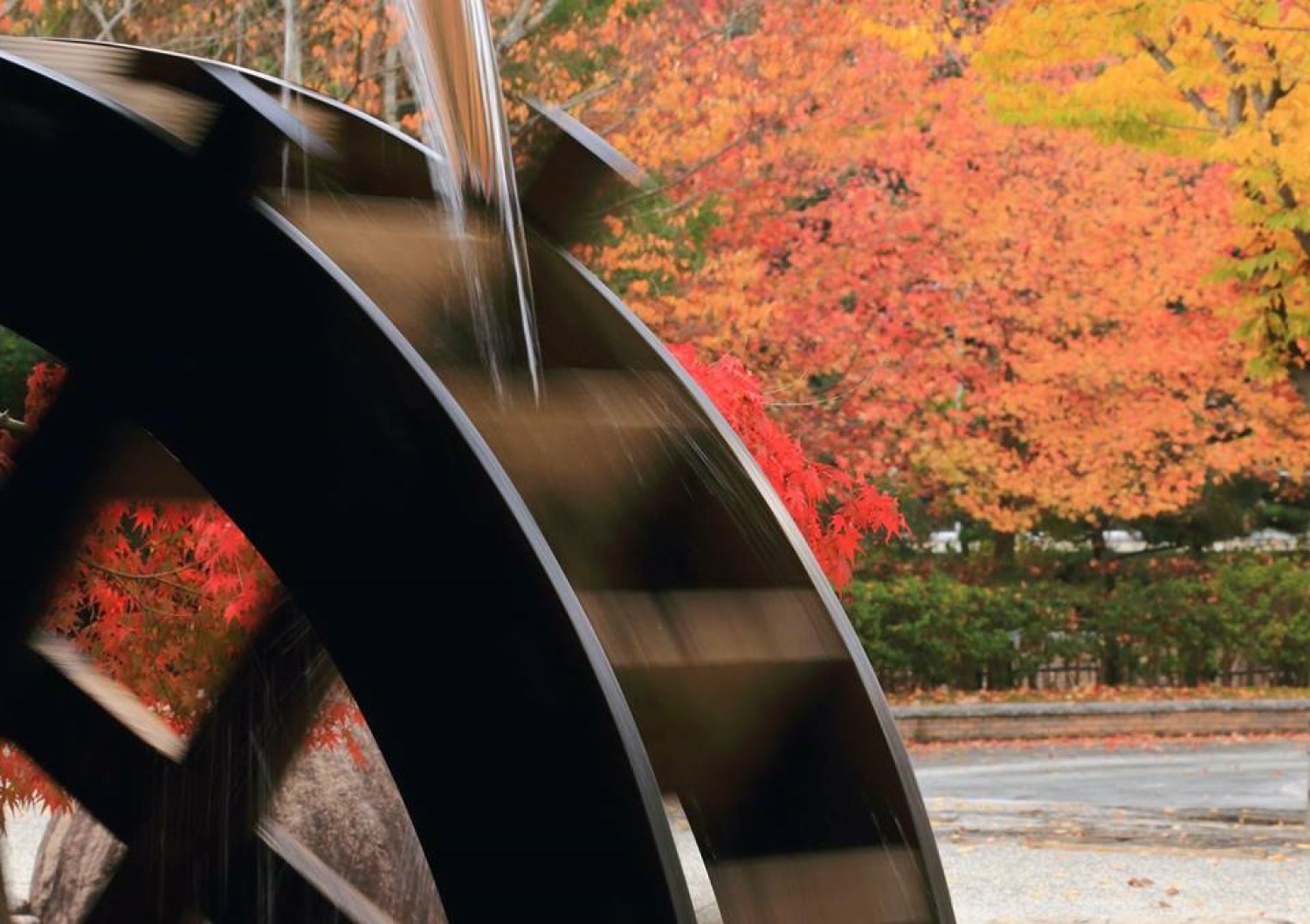 Fall Foliage in Mitoyo | Mitoyo Tourism and Exchange Authority