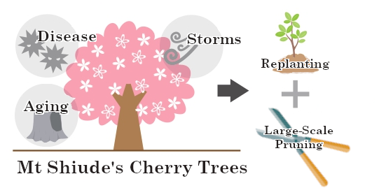 replanting and large-scale pruning are necessary due to damange from aging, disease, and storms.