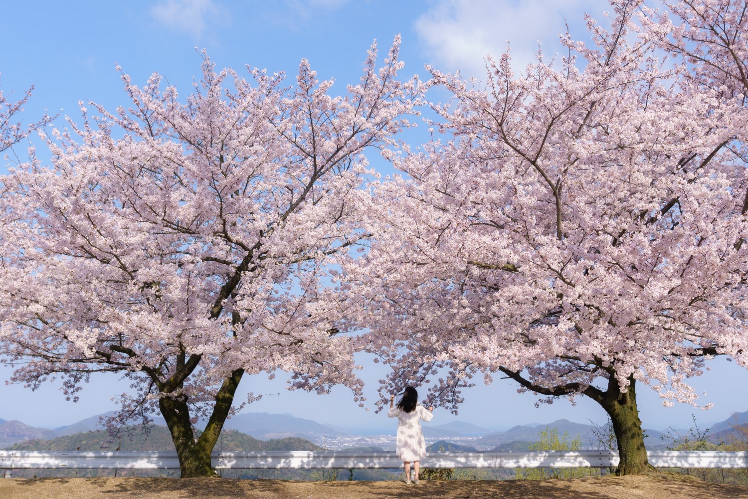 Mt. Asahi Forest Park
