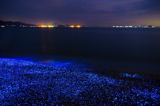 Thousands of sea fireflies dot the shore. In the distance, lights from the town are visible on a different island.