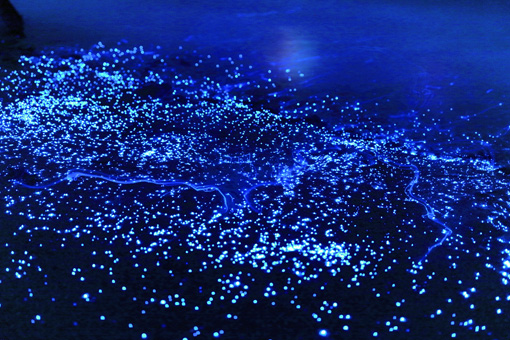 A closeup of the shoreline covered in sea fireflies.