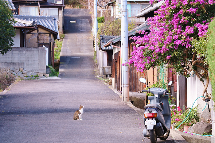 An empty, narrow road lined by Japanese-style houses on both sides. A cat sits in the middle of the road looking at a large flowering tree to the side with a scooter parked beneath it.