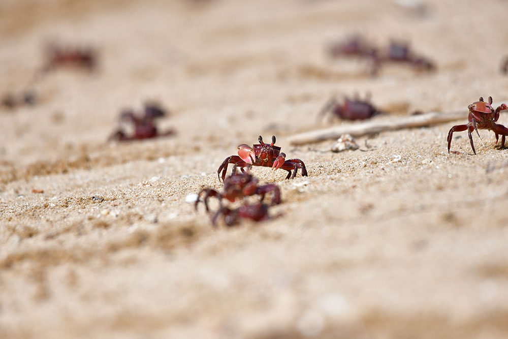父母ヶ浜協力金