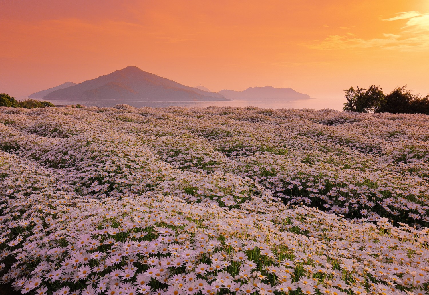 Flower Park Urashima Mitoyo Tourism and Exchange Authority