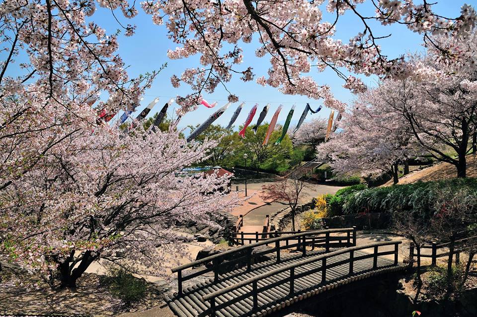 Mitoyo's Sakura Spots | Mitoyo Tourism and Exchange Authority