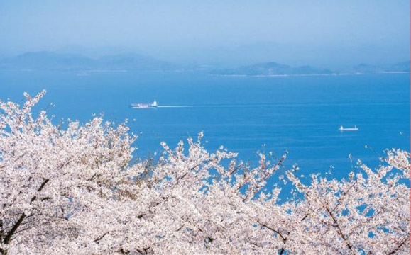 Next to the Museum and Cafe<br />
Stunning contrast between sakura and sea