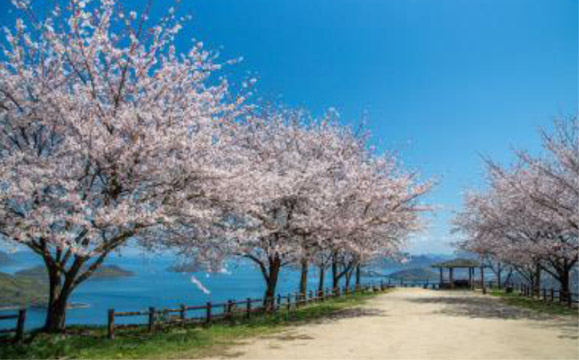 Secondary Parking Lot<br />
Gorgeous contrast between sakura and the sky<br />
(Wheelchair accessible)