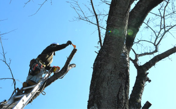 Pruning and treating infected branches