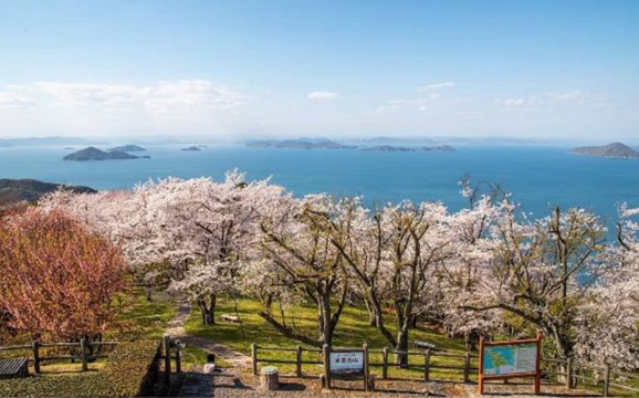 2019. Many of the cherry trees were afflicted with witches’ broom and blooming less and less. Their weakened branches were easily broken during typhoons and strong winds.