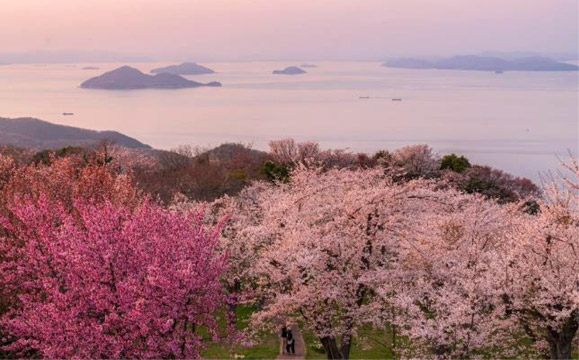 Late March 2023.<br />
Branches pruned in 2021 due to disease have begun to regrow, and the landscape is gradually recovering its former beauty.<br />

