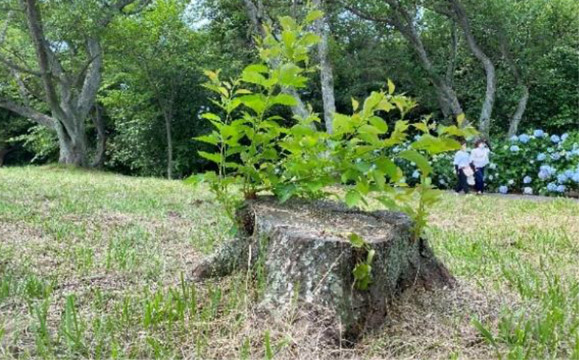 A withered tree, previously dead, sprouts new shoots and leaves