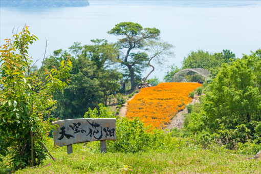 ▲marigolds at skyview meadow