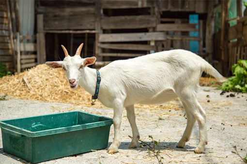 a white goat wearing a collar and facing the camera