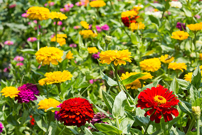 a field of red, pink, and yellow marigolds