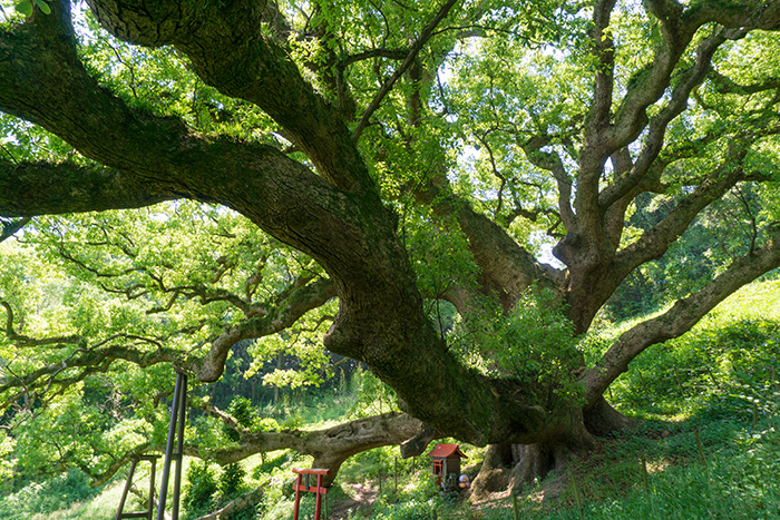 Okusu, the 1200 year-old camphor tree. A small shrine is visible at the base.