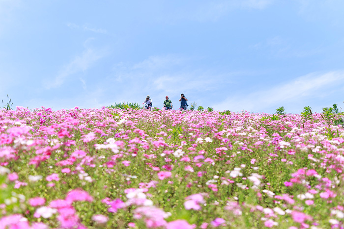 a field of pink and white flowers. Several people are visible against the blue sky.