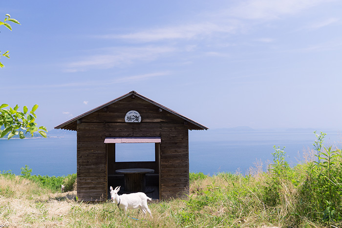 A white goat stands in front of a small hut on shishijima island with a sweeping view of the setouchi