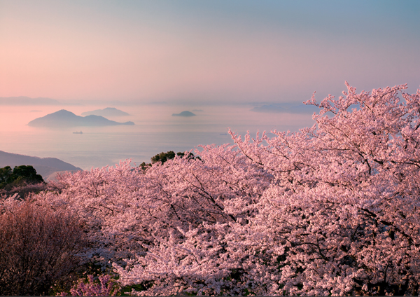 Mitoyo's Sakura Spots | Mitoyo Tourism and Exchange Authority