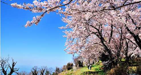 cherry trees overhanging a path on mt. shiude