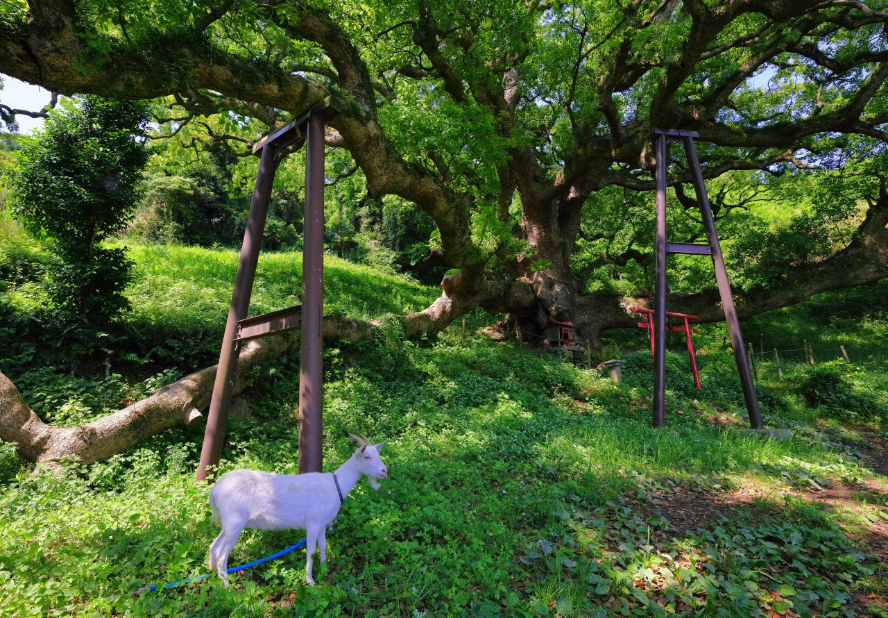 「大楠に見守られ」　大坪邦仁（宇多津町）