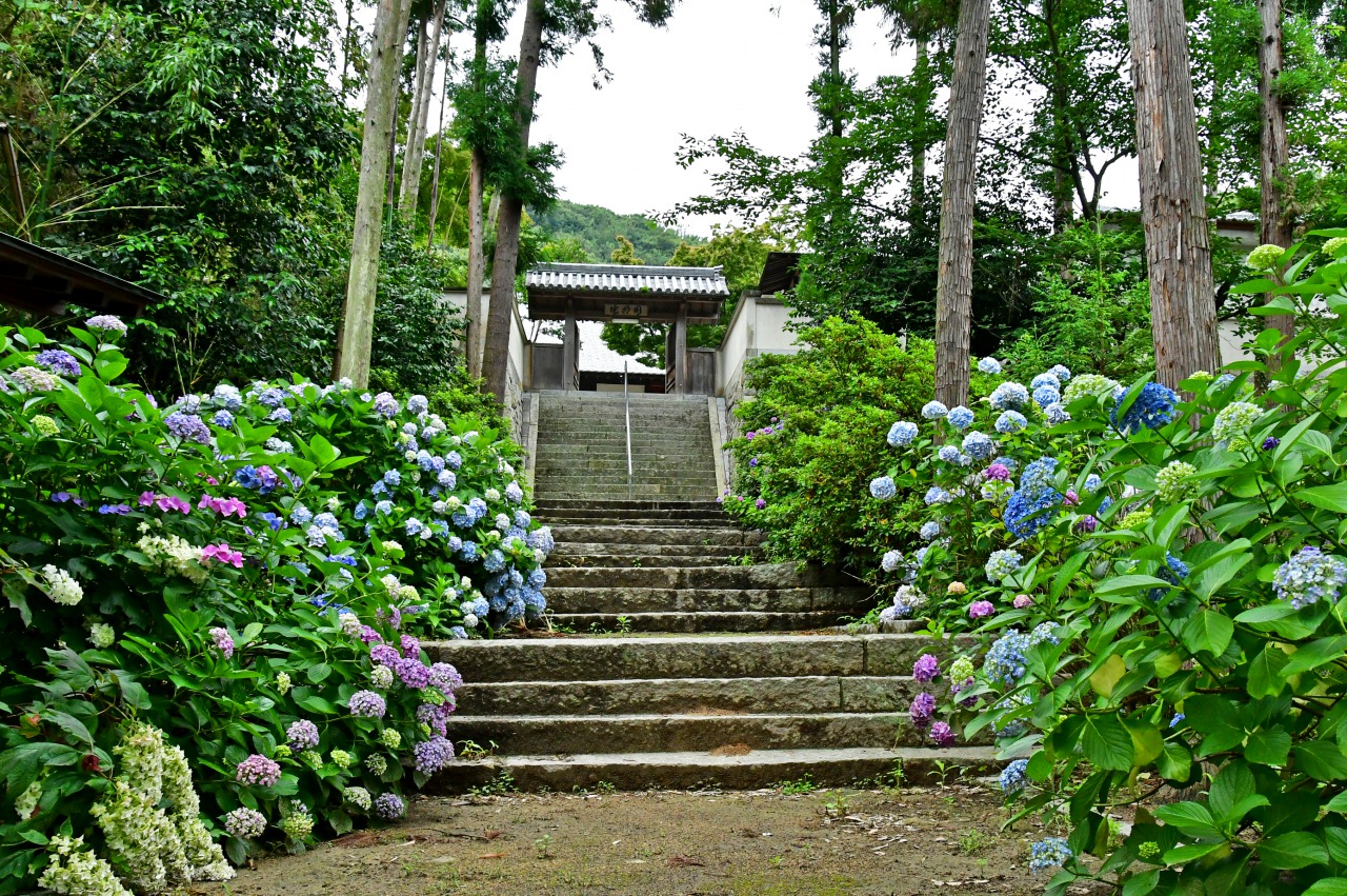 「あじさい寺」佐藤雄二（四国中央市）