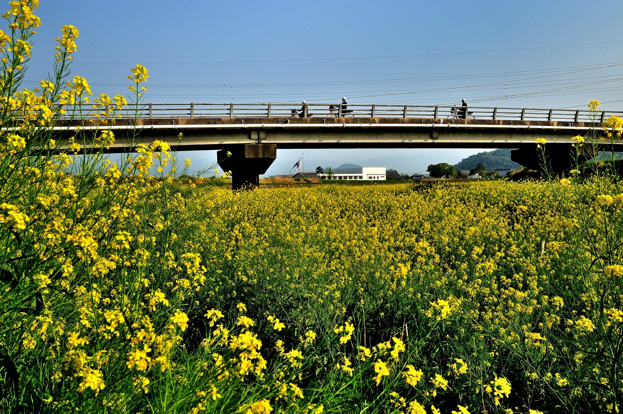 「初夏の高瀬川三野津橋」石角尚義（三豊市）