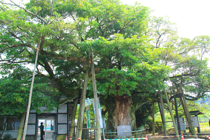 樹齢800年のタブの木 三豊市観光交流局