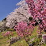 桜花爛漫