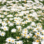 flower010