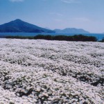 flower010010