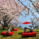 2017sakura-excellent02