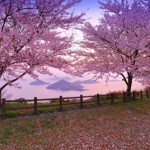 2017sakura-fine02