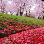 2017sakura-fine03