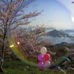 2017sakura-fine04
