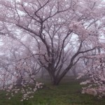 2017sakura-fine05