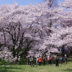 2017sakura-fine06