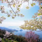 2017sakura-fine07